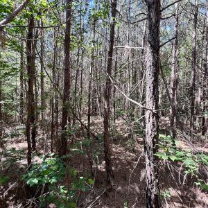 Photo #12 of SOLD property in Off Warrenton Embro Rd, Macon, NC 149.8 acres