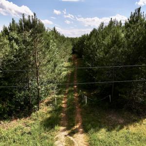 Photo #6 of SOLD property in Off Warrenton Embro Rd, Macon, NC 149.8 acres