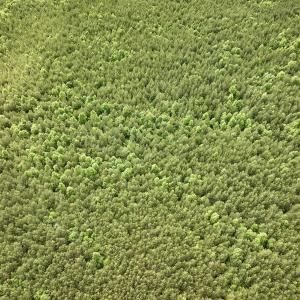 Photo #8 of SOLD property in Off Warrenton Embro Rd, Macon, NC 149.8 acres
