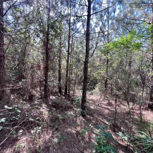 Photo #10 of SOLD property in Off Warrenton Embro Rd, Macon, NC 149.8 acres