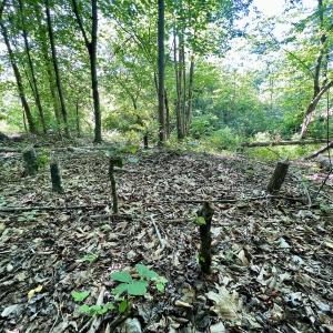Photo #22 of SOLD property in Off Warrenton Embro Rd, Macon, NC 149.8 acres