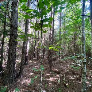 Photo #23 of SOLD property in Off Warrenton Embro Rd, Macon, NC 149.8 acres