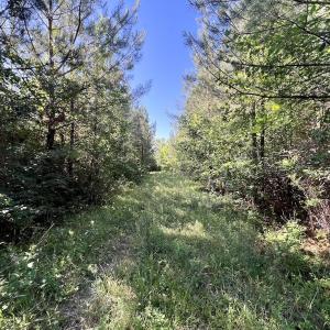 Photo #24 of SOLD property in Off Warrenton Embro Rd, Macon, NC 149.8 acres