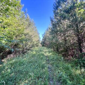 Photo #25 of SOLD property in Off Warrenton Embro Rd, Macon, NC 149.8 acres