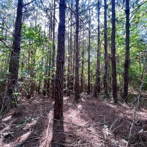 Photo #27 of SOLD property in Off Warrenton Embro Rd, Macon, NC 149.8 acres