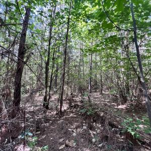 Photo #28 of SOLD property in Off Warrenton Embro Rd, Macon, NC 149.8 acres