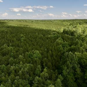 Photo #30 of SOLD property in Off Warrenton Embro Rd, Macon, NC 149.8 acres