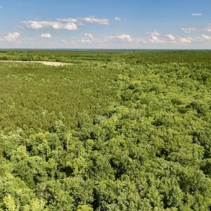 Photo #31 of SOLD property in Off Warrenton Embro Rd, Macon, NC 149.8 acres