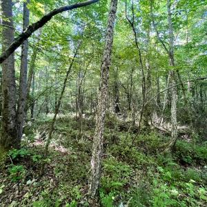 Photo #34 of SOLD property in Off Warrenton Embro Rd, Macon, NC 149.8 acres