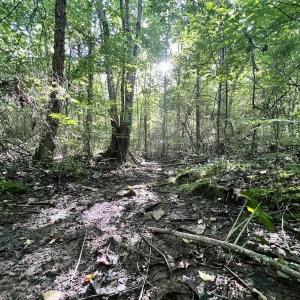 Photo #35 of SOLD property in Off Warrenton Embro Rd, Macon, NC 149.8 acres