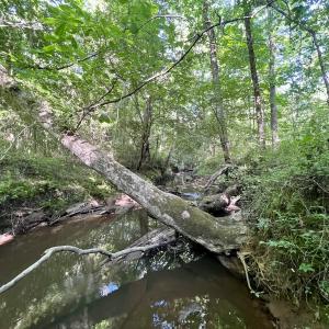 Photo #36 of SOLD property in Off Warrenton Embro Rd, Macon, NC 149.8 acres