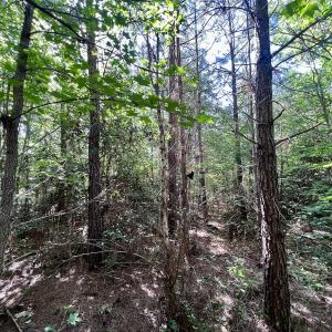 Photo #37 of SOLD property in Off Warrenton Embro Rd, Macon, NC 149.8 acres