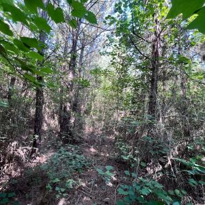 Photo #39 of SOLD property in Off Warrenton Embro Rd, Macon, NC 149.8 acres