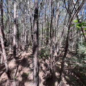 Photo #46 of SOLD property in Off Warrenton Embro Rd, Macon, NC 149.8 acres