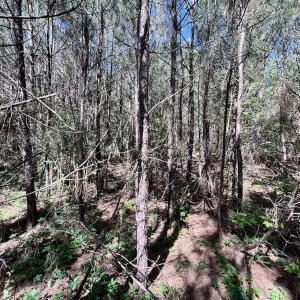 Photo #47 of SOLD property in Off Warrenton Embro Rd, Macon, NC 149.8 acres
