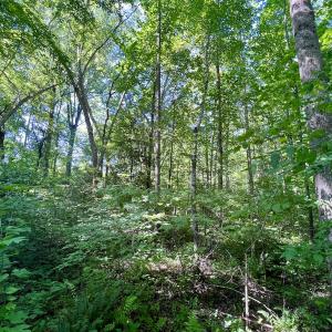 Photo #49 of SOLD property in Off Warrenton Embro Rd, Macon, NC 149.8 acres