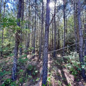 Photo #50 of SOLD property in Off Warrenton Embro Rd, Macon, NC 149.8 acres