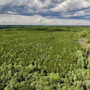 Photo #54 of SOLD property in Off Warrenton Embro Rd, Macon, NC 149.8 acres