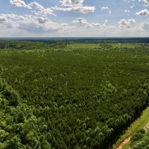 Photo #56 of SOLD property in Off Warrenton Embro Rd, Macon, NC 149.8 acres