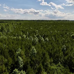 Photo #58 of SOLD property in Off Warrenton Embro Rd, Macon, NC 149.8 acres