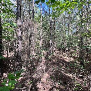 Photo #60 of SOLD property in Off Warrenton Embro Rd, Macon, NC 149.8 acres