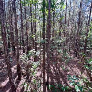 Photo #62 of SOLD property in Off Warrenton Embro Rd, Macon, NC 149.8 acres