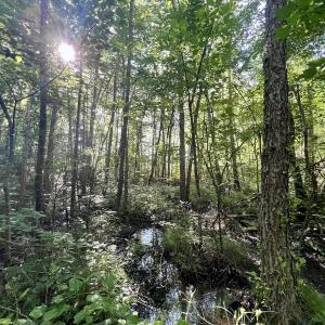 Photo #63 of SOLD property in Off Warrenton Embro Rd, Macon, NC 149.8 acres
