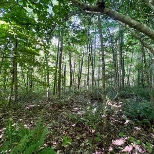 Photo #64 of SOLD property in Off Warrenton Embro Rd, Macon, NC 149.8 acres