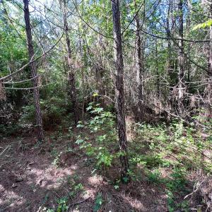 Photo #66 of SOLD property in Off Warrenton Embro Rd, Macon, NC 149.8 acres