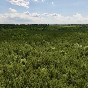 Photo #69 of SOLD property in Off Warrenton Embro Rd, Macon, NC 149.8 acres