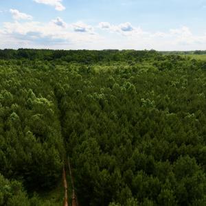 Photo #71 of SOLD property in Off Warrenton Embro Rd, Macon, NC 149.8 acres