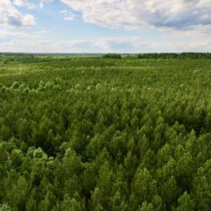 Photo #72 of SOLD property in Off Warrenton Embro Rd, Macon, NC 149.8 acres