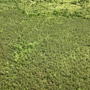 Photo #74 of SOLD property in Off Warrenton Embro Rd, Macon, NC 149.8 acres