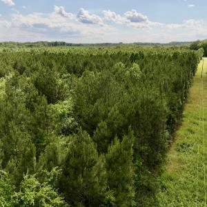 Photo #77 of SOLD property in Off Warrenton Embro Rd, Macon, NC 149.8 acres