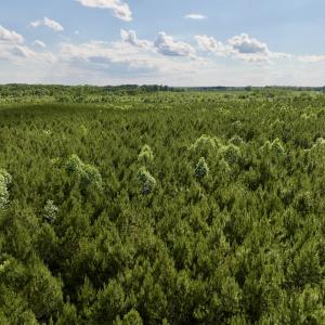 Photo #79 of SOLD property in Off Warrenton Embro Rd, Macon, NC 149.8 acres