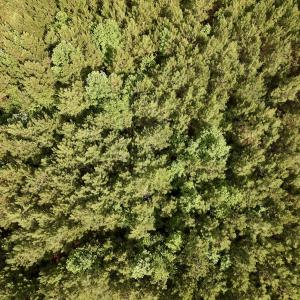 Photo #80 of SOLD property in Off Warrenton Embro Rd, Macon, NC 149.8 acres