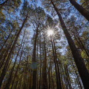 Photo #25 of SOLD property in 368 Soundside Rd, Columbia, NC 280.0 acres