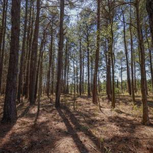 Photo #26 of SOLD property in 368 Soundside Rd, Columbia, NC 280.0 acres