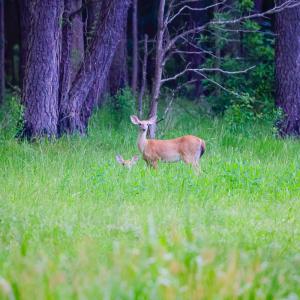 Photo #45 of SOLD property in 368 Soundside Rd, Columbia, NC 280.0 acres