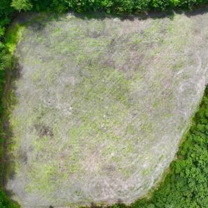 Photo #12 of SOLD property in Off Wilcox Ln, Vanceboro, NC 57.8 acres