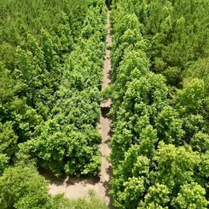 Photo #17 of SOLD property in Off Wilcox Ln, Vanceboro, NC 57.8 acres