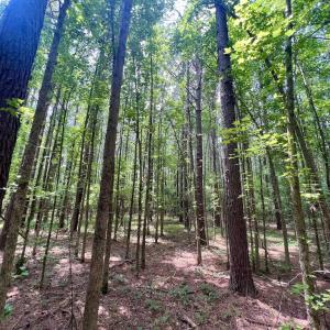 Photo #19 of SOLD property in Off Wilcox Ln, Vanceboro, NC 57.8 acres