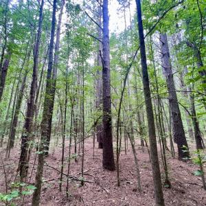 Photo #21 of SOLD property in Off Wilcox Ln, Vanceboro, NC 57.8 acres