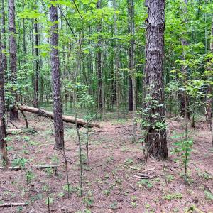 Photo #22 of SOLD property in Off Wilcox Ln, Vanceboro, NC 57.8 acres