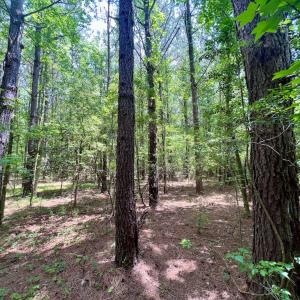 Photo #23 of SOLD property in Off Wilcox Ln, Vanceboro, NC 57.8 acres