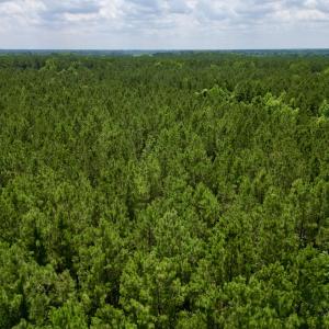 Photo #24 of SOLD property in Off Wilcox Ln, Vanceboro, NC 57.8 acres