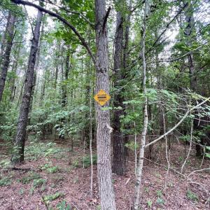 Photo #27 of SOLD property in Off Wilcox Ln, Vanceboro, NC 57.8 acres