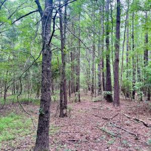 Photo #28 of SOLD property in Off Wilcox Ln, Vanceboro, NC 57.8 acres