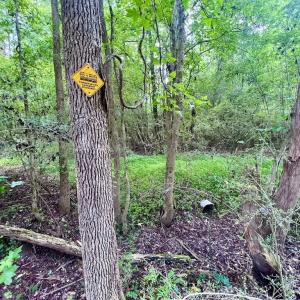 Photo #29 of SOLD property in Off Wilcox Ln, Vanceboro, NC 57.8 acres