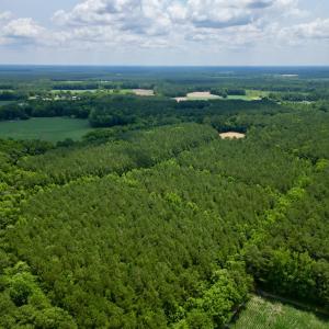 Photo #4 of SOLD property in Off Wilcox Ln, Vanceboro, NC 57.8 acres